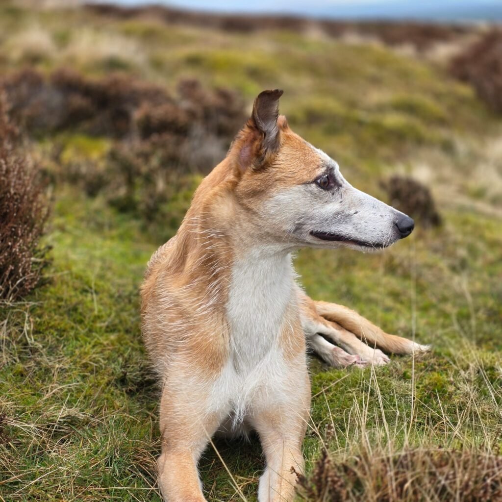 Why Unity Matters for the Running Dog Community