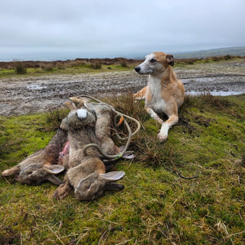 Protecting the Future of Working Dogs
