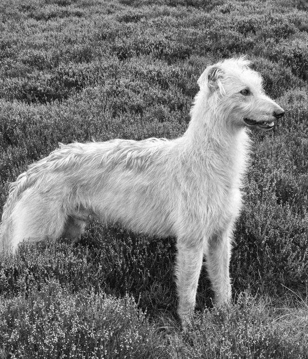 2712bbe4-3cde-4dfc-9d30-f3908e5cb46a