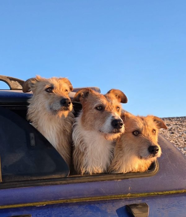 9b7dcf16-7b3c-4455-adbd-0df94068c28e